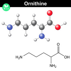 Ornithine amino acid