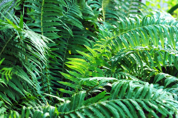  bush fern green plant