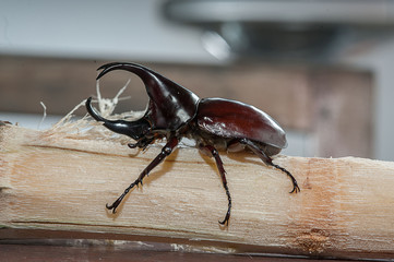 Beetle