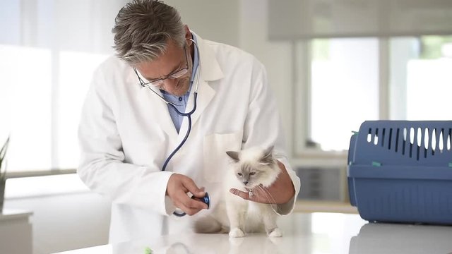 Veterinary ausculting cat with stethoscope