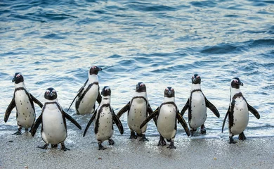 Papier Peint photo Lavable Pingouin African penguins walk out of the ocean on the sandy beach. African penguin ( Spheniscus demersus) also known as the jackass penguin and black-footed penguin. Boulders colony. Cape Town. South Africa