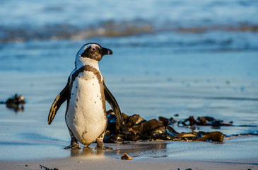 Pingouin africain sur la côte de l& 39 océan au coucher du soleil. Manchot africain ( Spheniscus demersus) également connu sous le nom de manchot jackass et manchot à pieds noirs. Colonie de rochers. Le Cap. Afrique du Sud