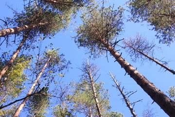 Голубое небо