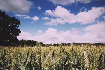 Wheat growing in a field in the Chilterns Vintage Retro Filter.