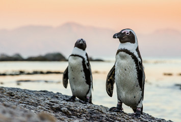 Naklejka premium African penguin on the coast of the ocean in sunset. African penguin ( Spheniscus demersus) also known as the jackass penguin and black-footed penguin. Boulders colony. Cape Town. South Africa