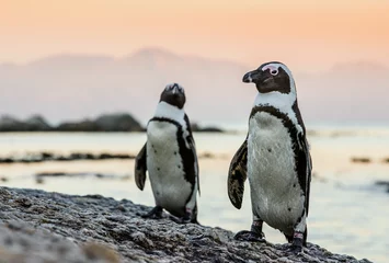 Fototapete Pinguin Afrikanischer Pinguin an der Küste des Ozeans im Sonnenuntergang. Afrikanischer Pinguin (Spheniscus demersus) auch bekannt als Eselspinguin und Schwarzfußpinguin. Felsbrocken Kolonie. Kapstadt. Südafrika