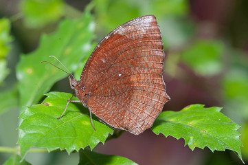 butterflies on green leaf