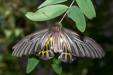 The butterfly over a flower