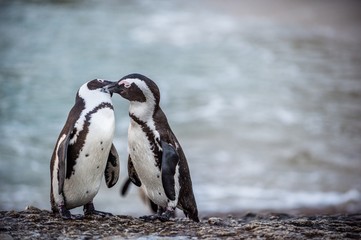 Danse et chant d& 39 accouplement d& 39 un couple de pingouins africains pendant la saison des amours. Manchot africain ( Spheniscus demersus) aussi comme le manchot jackass et le manchot à pieds noirs. Colonie de rochers. Afrique du Sud