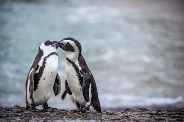 Plexiglas foto achterwand Paringsdans en zang van een paar Afrikaanse pinguïns tijdens het paarseizoen. Afrikaanse pinguïn (Spheniscus demersus) ook als de jackass-pinguïn en zwartvoetpinguïn. Kolonie van keien. Zuid-Afrika © Uryadnikov Sergey