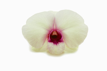 closeup purple orchid isolated