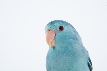Obraz premium Pacific Parrotlet