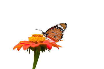Beautiful butterfly