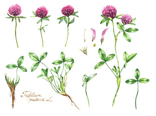 Watercolor botanical drawing of the meadow pink clover. Trefoil illustration isolated on the white background. Blossom, herbarium plant. Accurate botanical illustration - root, leaves, flowers - 120847115