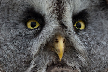 Close up of Great Grey owls eyes and beak.