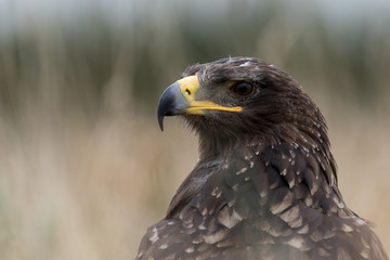 Tawny Eagle head shot with grass in the background.