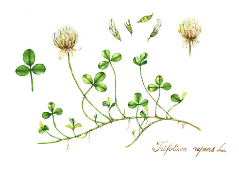 Клевер ползучий расположение листьев Watercolor Clover Images - Browse 13,407 Stock Photos, Vectors, and Video Adobe 