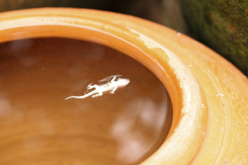 Dead lizard on water jar