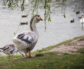 Big grey Toulouse goose