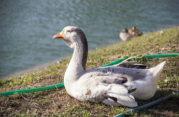 Big grey Toulouse goose