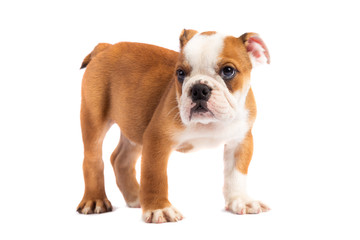 Cute puppy - english bulldog puppy