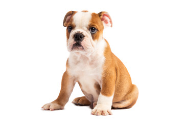 Cute puppy - english bulldog puppy