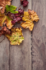 Naklejka na ściany i meble i colori dell'autunno in foglie sparse