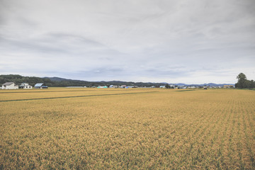 Fototapeta na wymiar 稲作 日本の田園