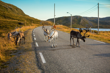 Fototapeta premium Deer walking along the road