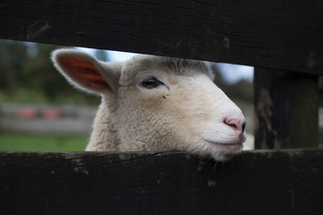 Obraz premium A lamb 