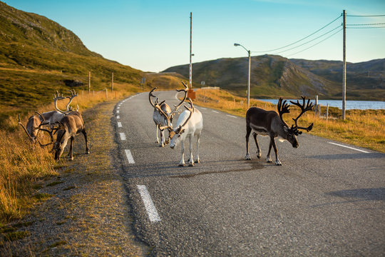 Fototapeta Deer walking along the road