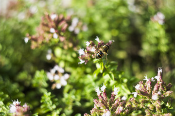 Drone Fly (Eristalis tenax) on flower