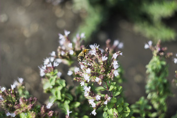 Drone Fly (Eristalis tenax) on flower