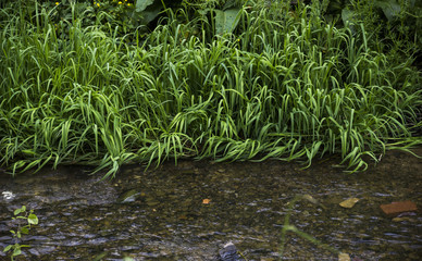 grass at the river bank