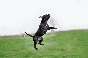 English staffordshire bull terrier running
