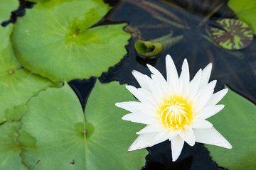 white lotus flower bloomed over the water and lotus leaves