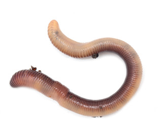 earthworm on a white background