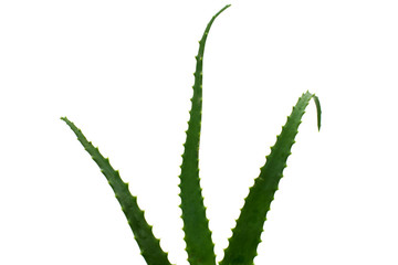 aloe