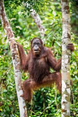 A close up portrait of the Bornean orangutan (Pongo pygmaeus)under rain in the wild nature. Central Bornean orangutan  ( Pongo pygmaeus wurmbii ) in natural habitat.  Tropical  Rainforest of Borneo.