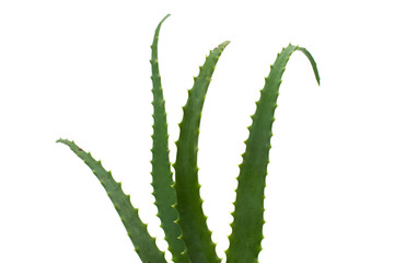 aloe