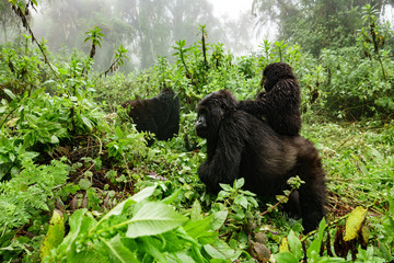 Female mountain gorilla with baby on top