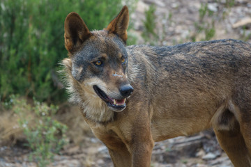 Canis Lupus Signatus watching