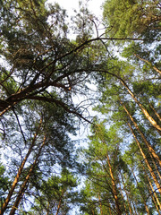Road in a pine forest