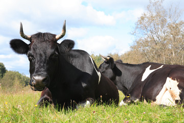 Cow On Pasture
