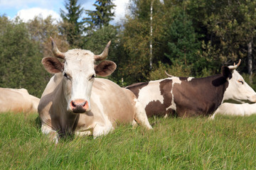 Cow On Pasture