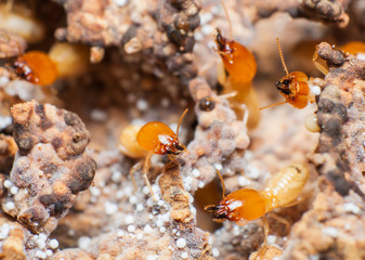 Close up termites or white ants in nest.