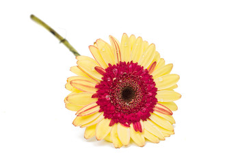 yellow red gerbera