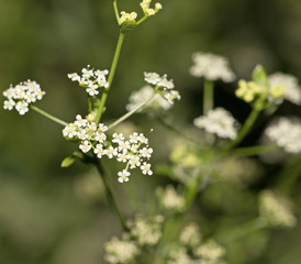 Small white flowers on a branch