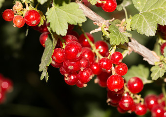 red currants on branch