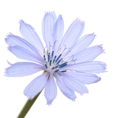 blue flower on a white background